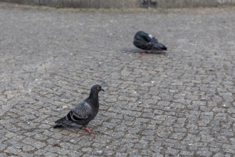 Radomsko w obiektywie - fotospacer